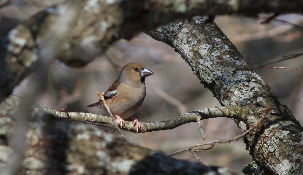 Hawfinch