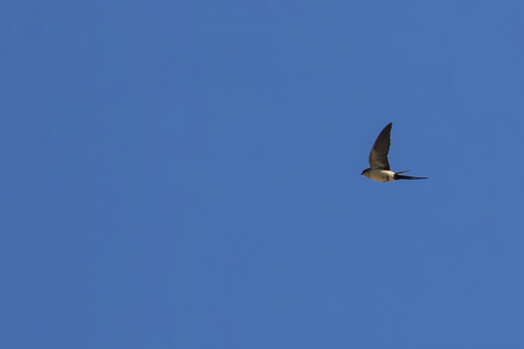 European Red-rumped Swallow