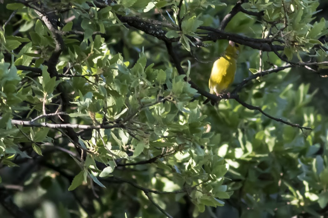 European Greenfinch