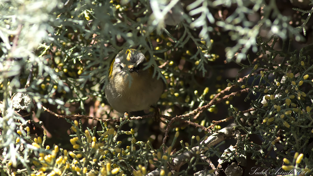 Common Firecrest