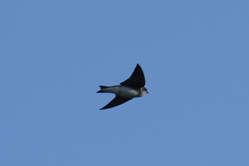 Sand Martin