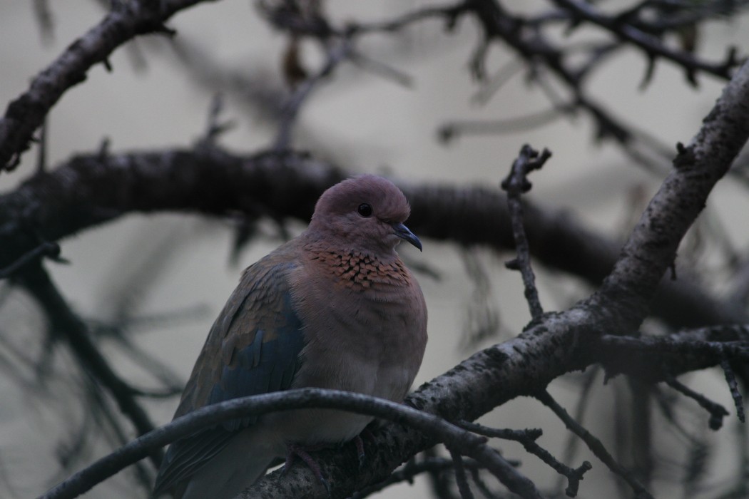 Laughing Dove