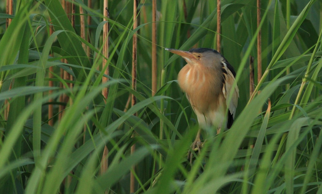 Little Bittern
