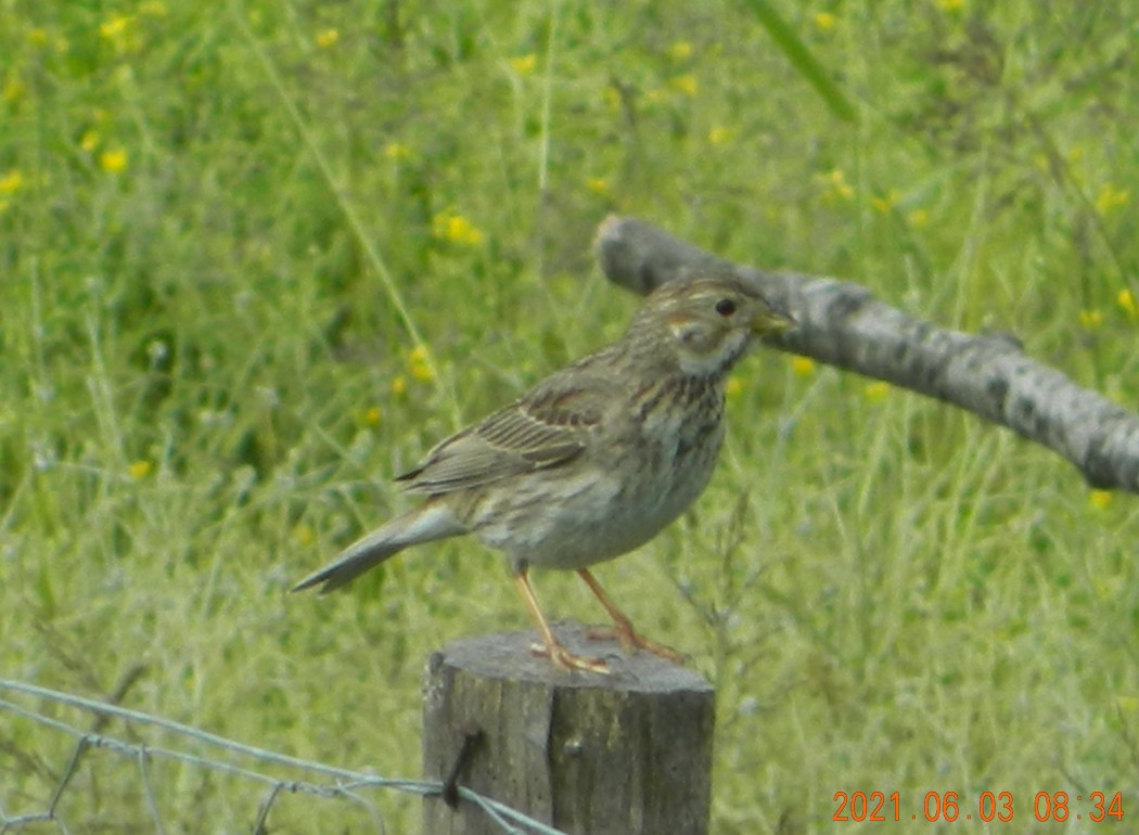 Corn Bunting