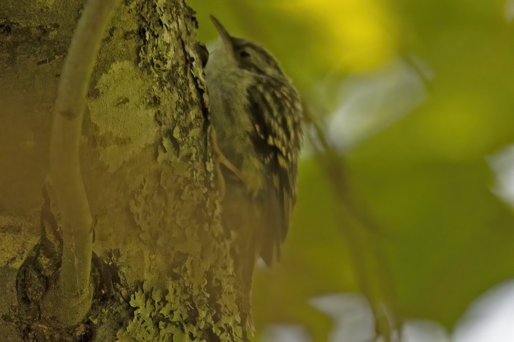 Short-toed Treecreeper
