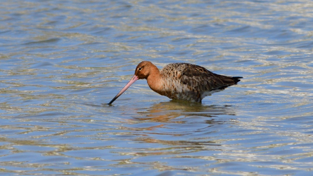 Black-tailed Godwit