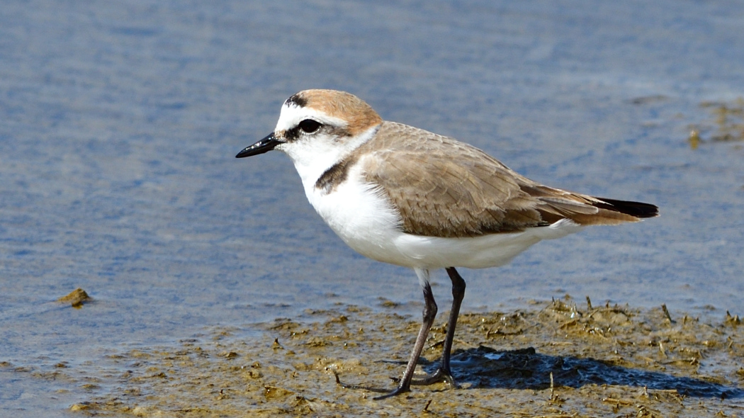 Kentish Plover