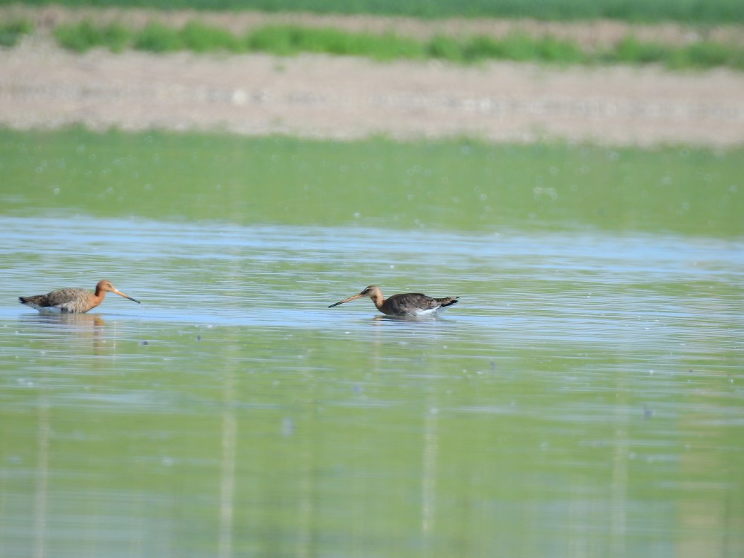 Black-tailed Godwit