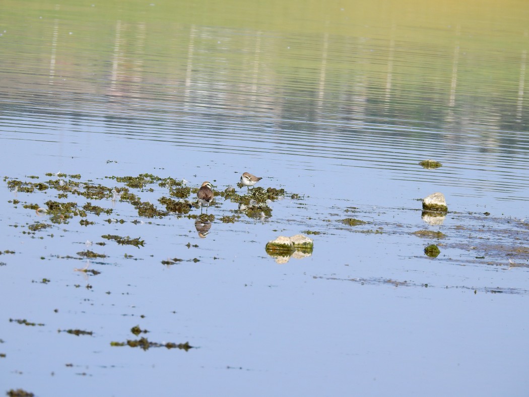 Kentish Plover