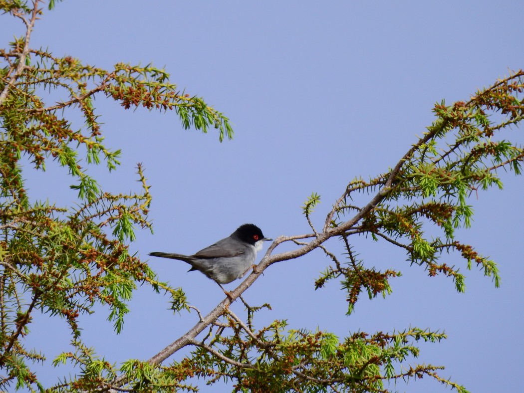 Sardinian Warbler
