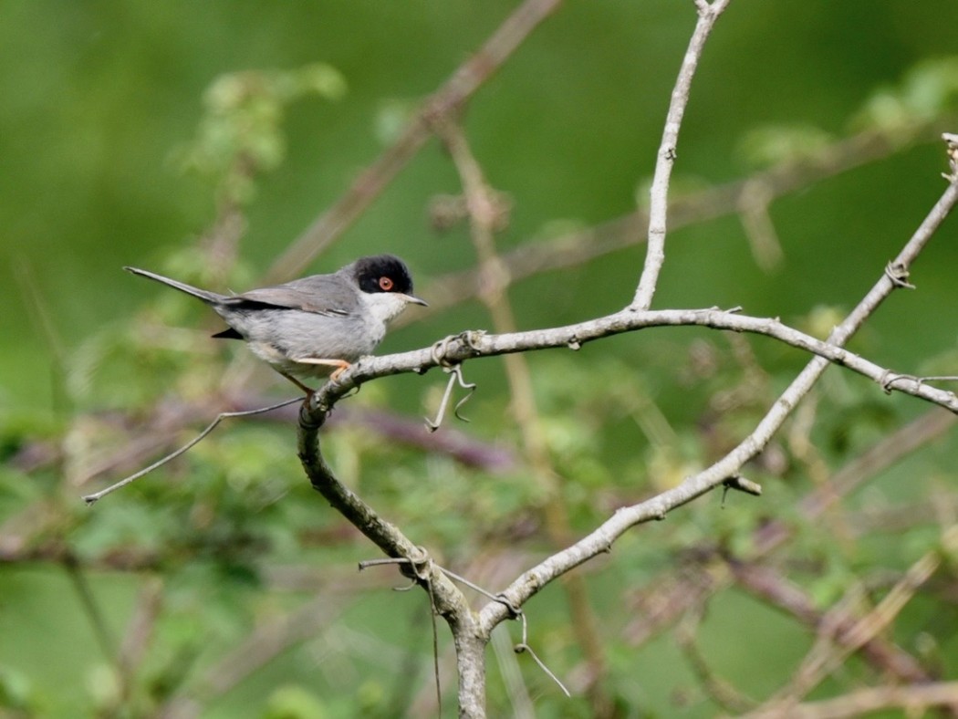 Sardinian Warbler