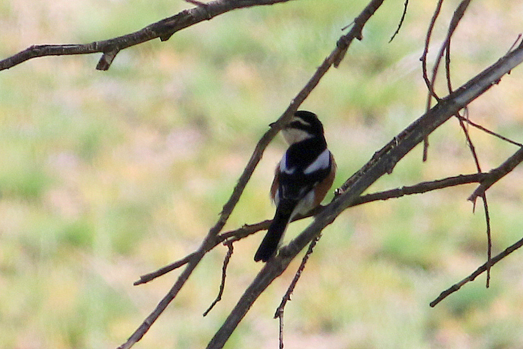 Masked Shrike