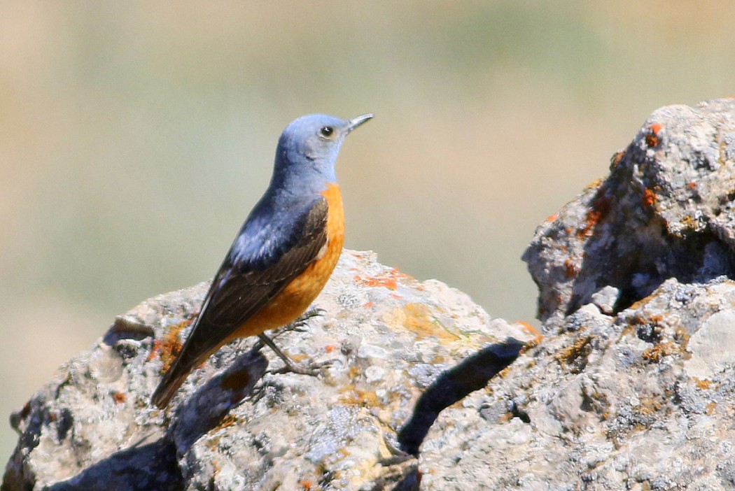 Common Rock Thrush
