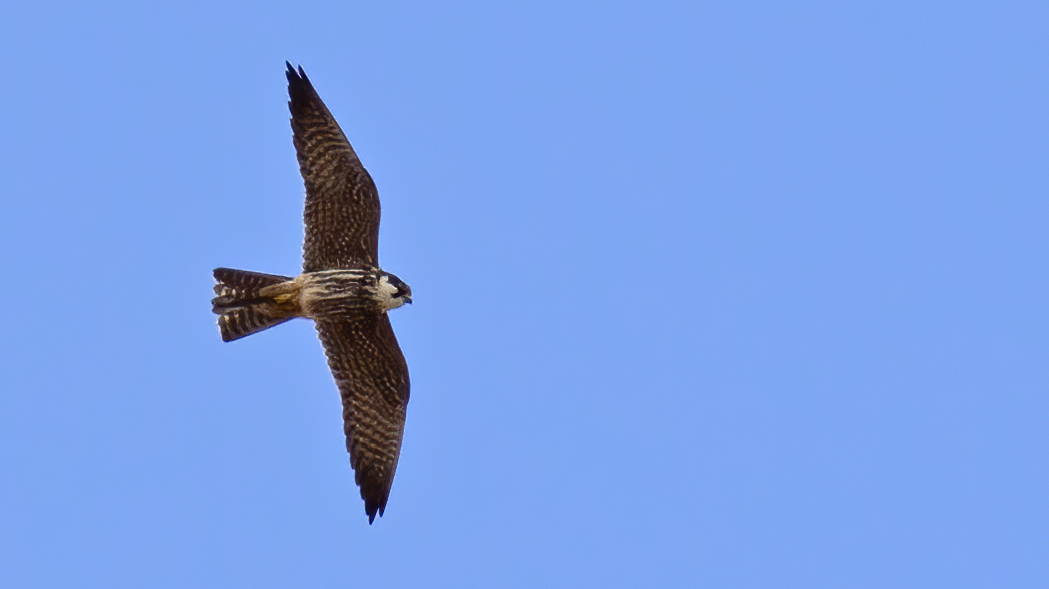 Eurasian Hobby