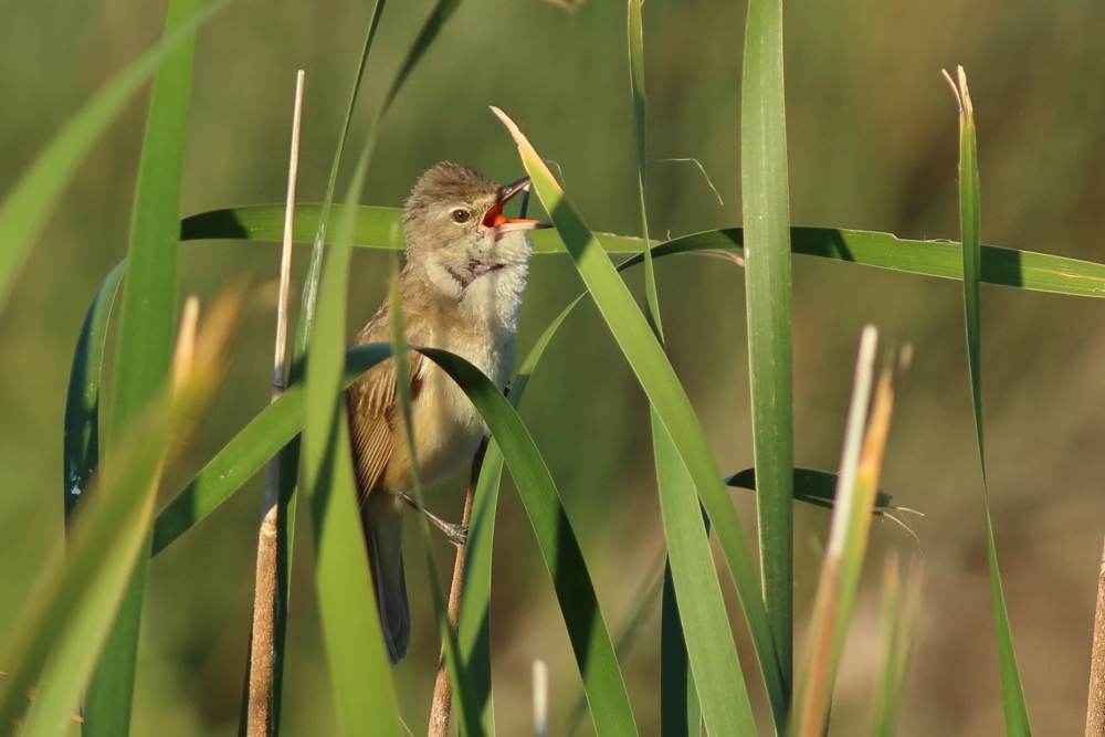 Great Reed Warbler