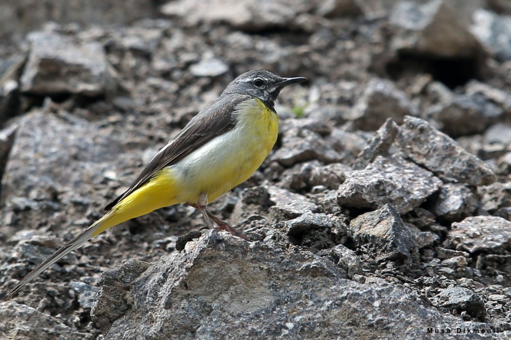 Grey Wagtail