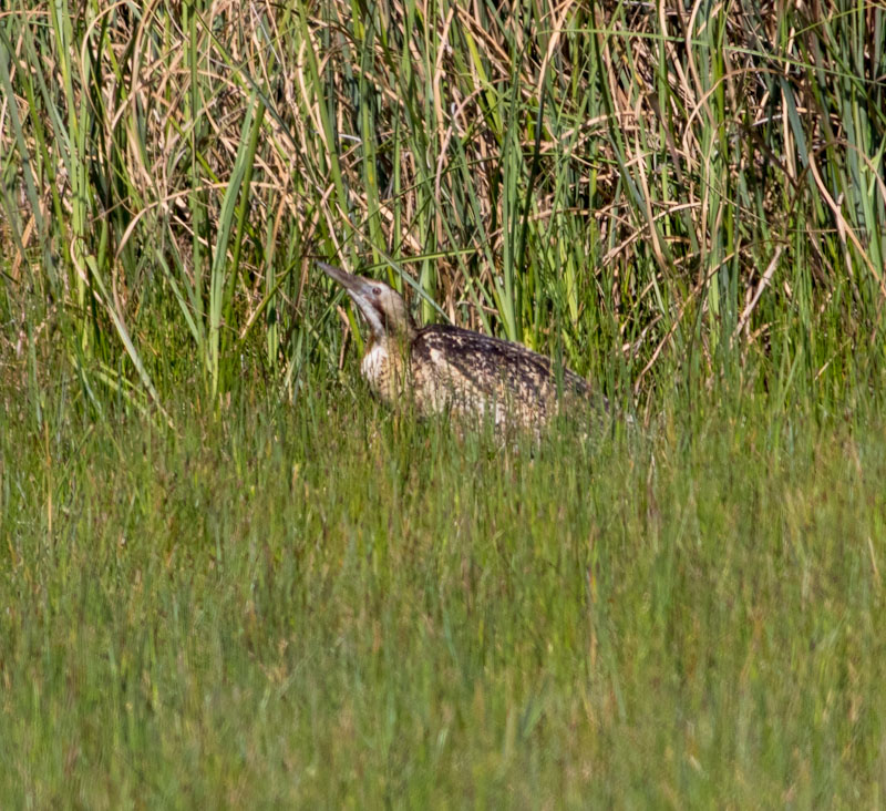 Eurasian Bittern