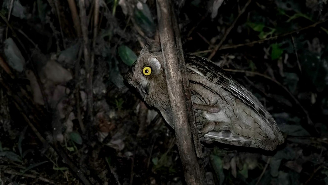 Pallid Scops Owl