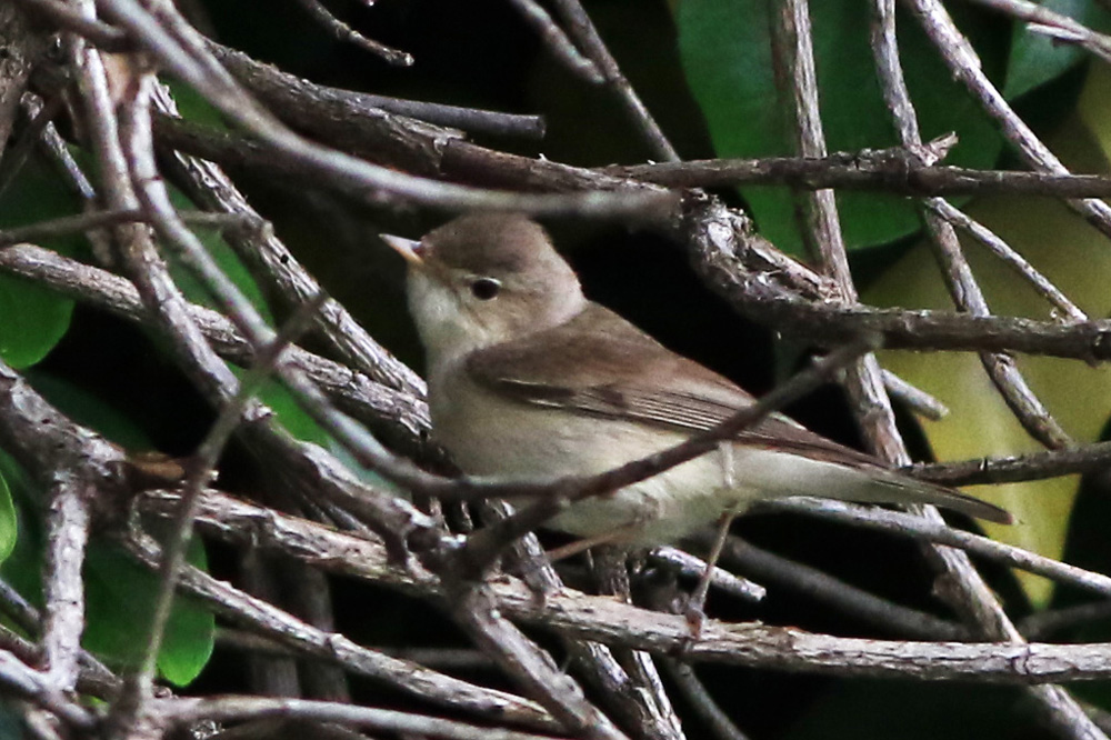 Garden Warbler