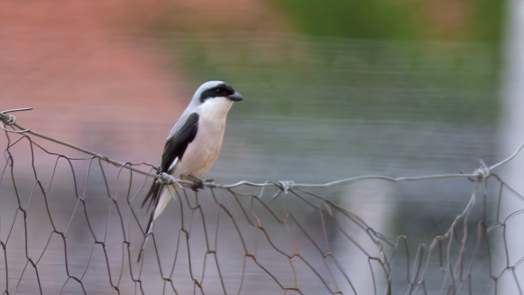 Lesser Grey Shrike