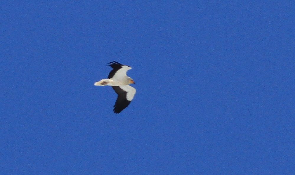 Egyptian Vulture