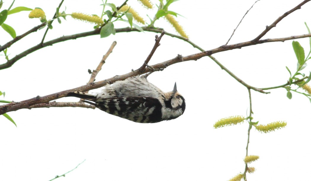 Lesser Spotted Woodpecker