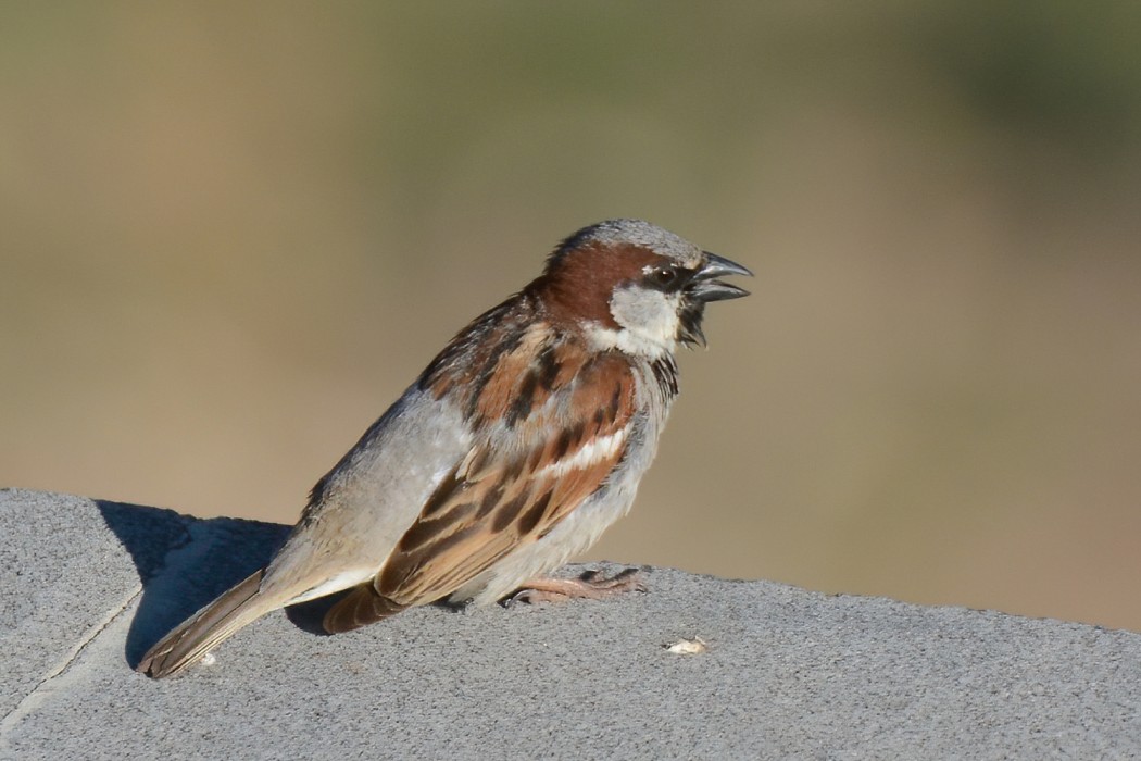 House Sparrow
