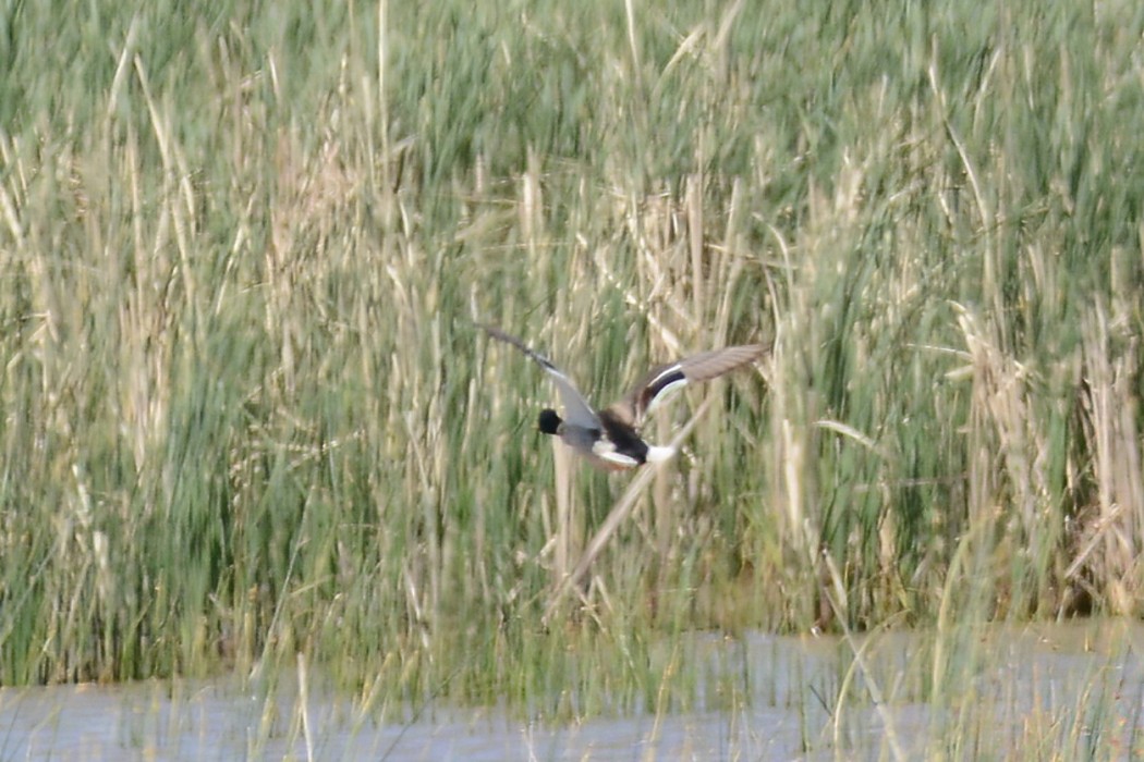 Mallard