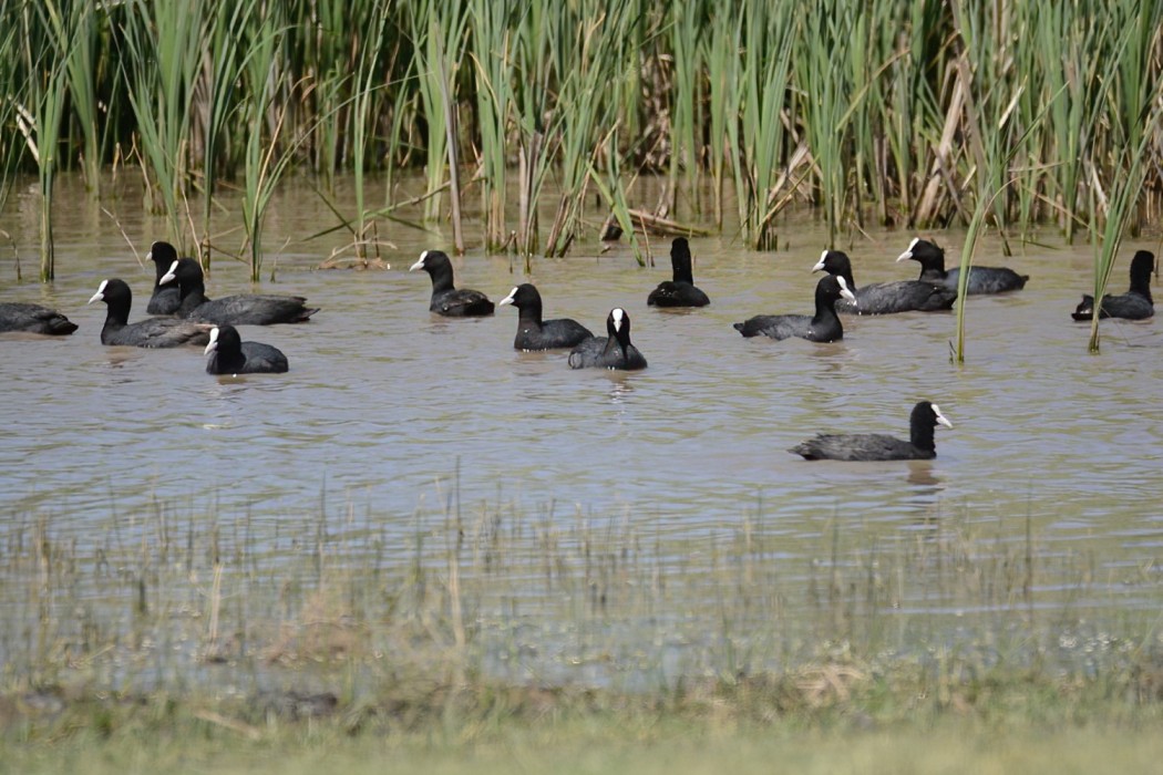 Eurasian Coot