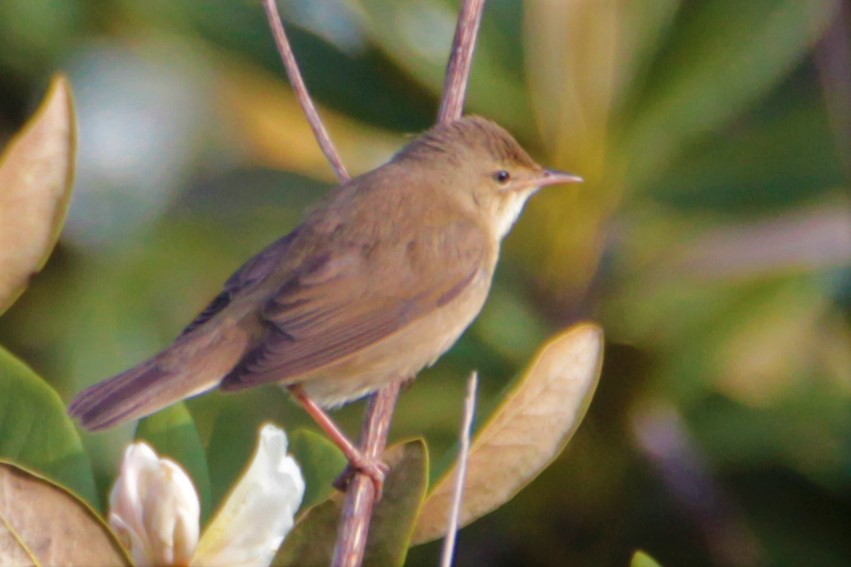Marsh Warbler