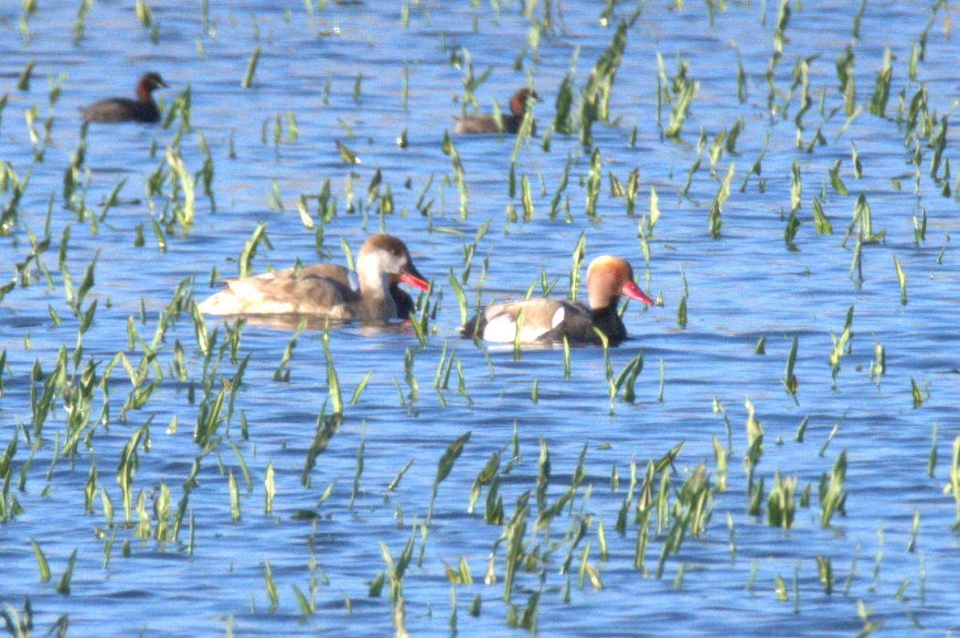 Red-crested Pochard
