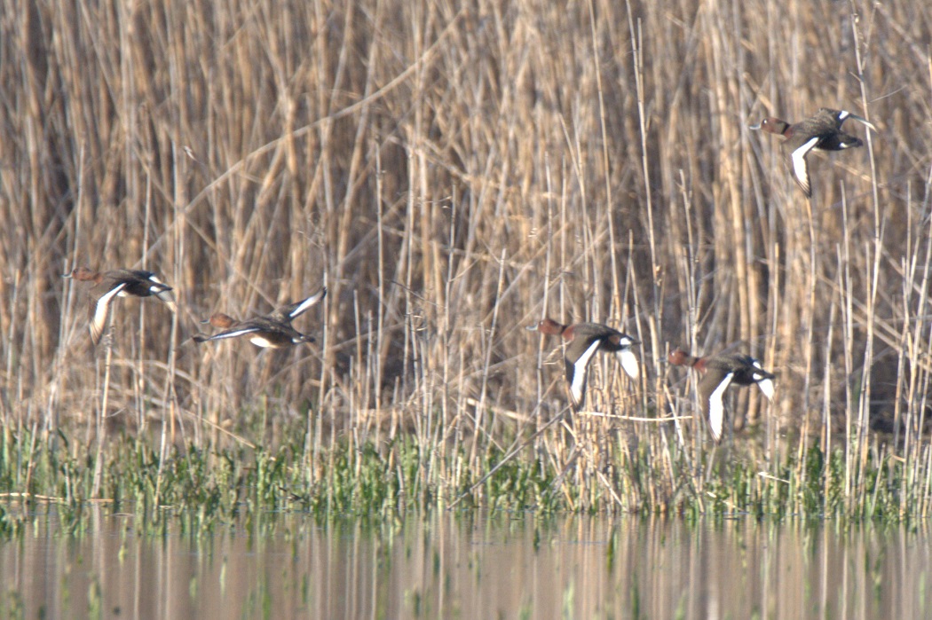 Ferruginous Duck