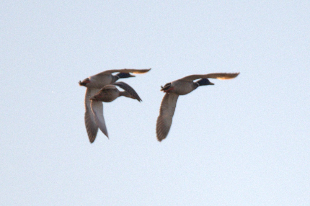 Mallard