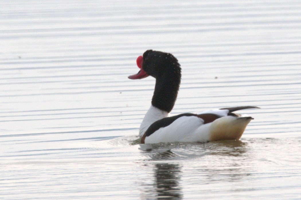 Common Shelduck