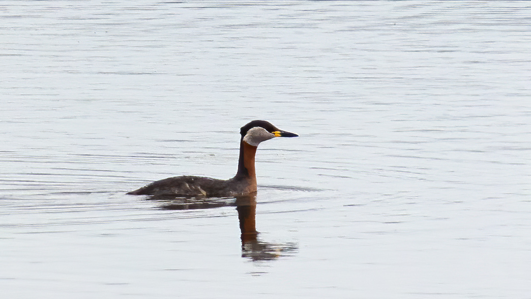 Red-necked Grebe
