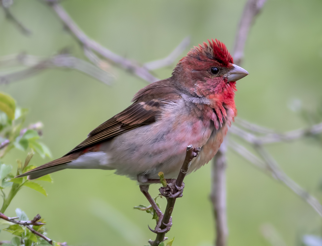 Common Rosefinch
