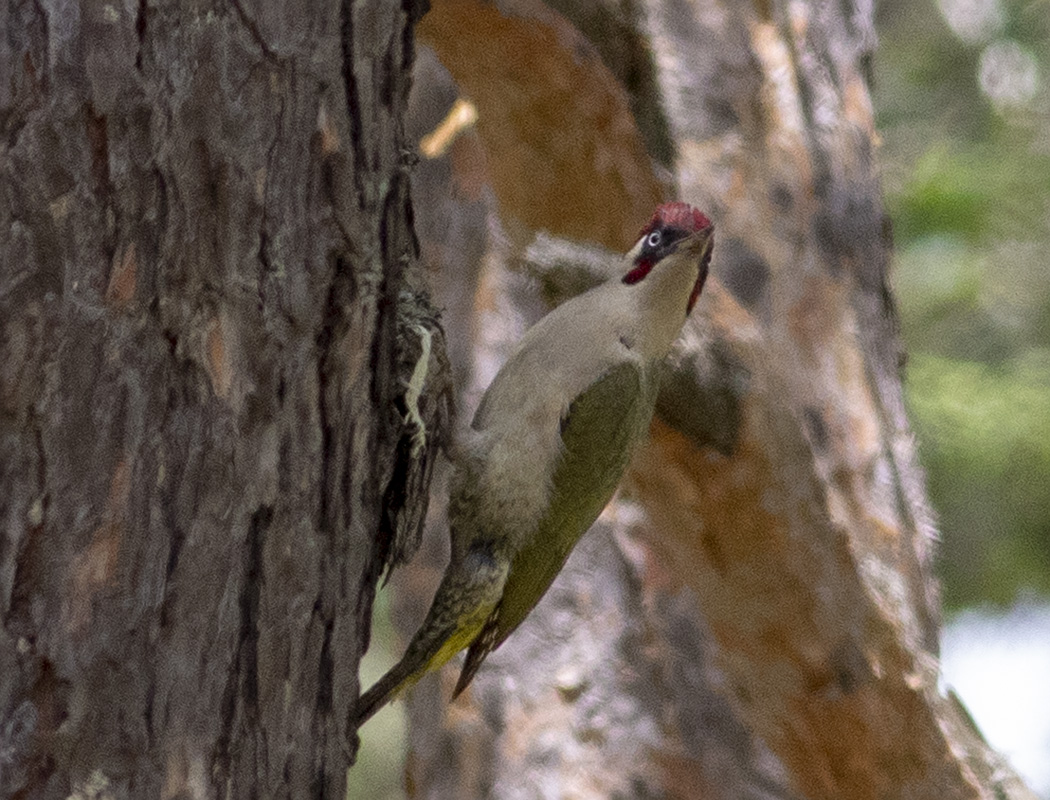 European Green Woodpecker