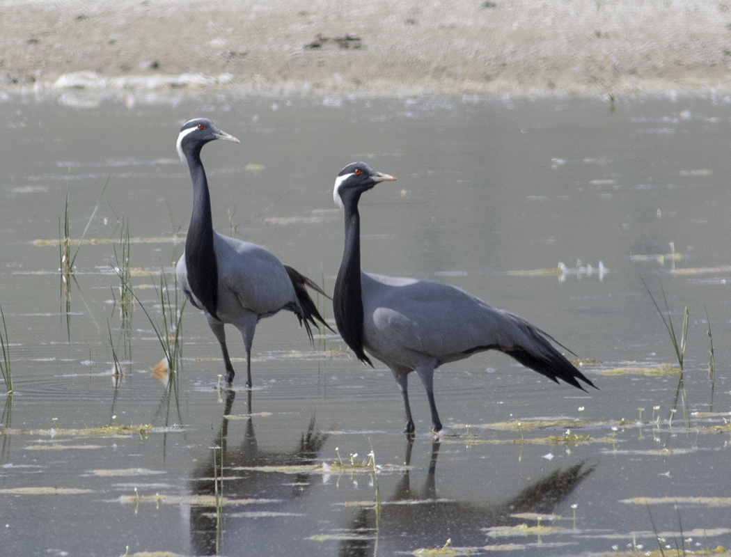 Demoiselle Crane
