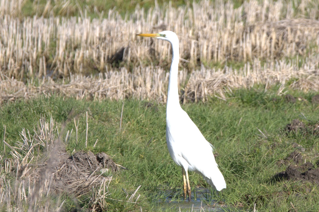 Great Egret