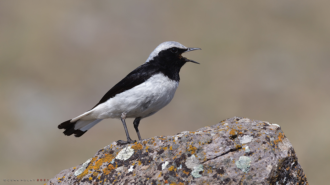 Finsch`s Wheatear