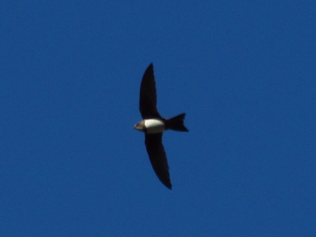 Alpine Swift