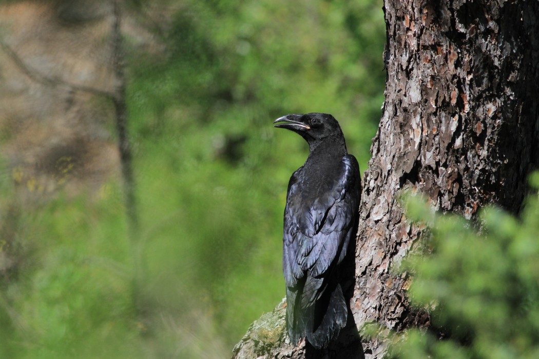 Northern Raven