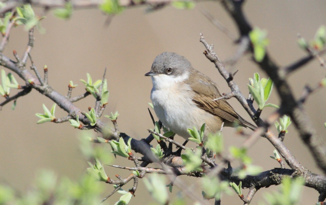 Lesser Whitethroat