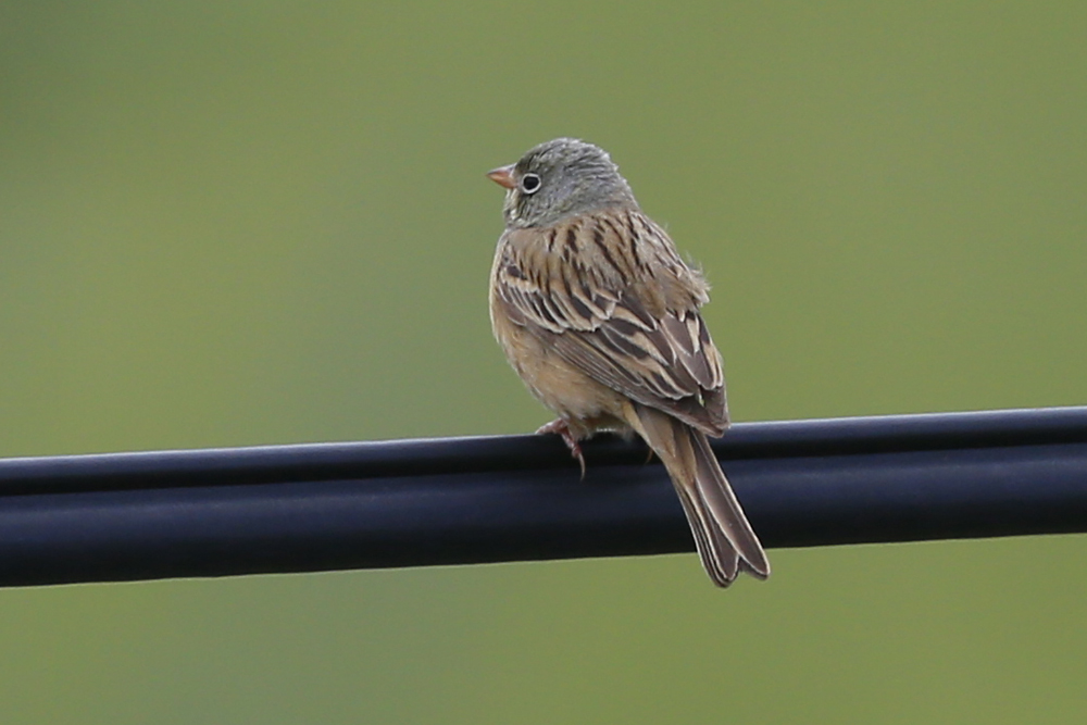 Ortolan Bunting