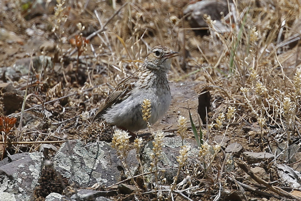 Woodlark