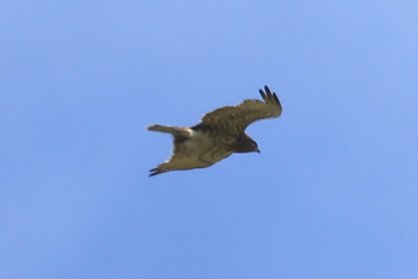 Yılan Kartalı
