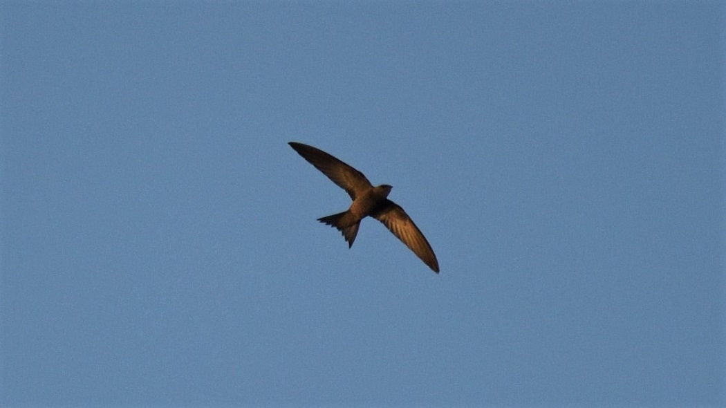 Common Swift