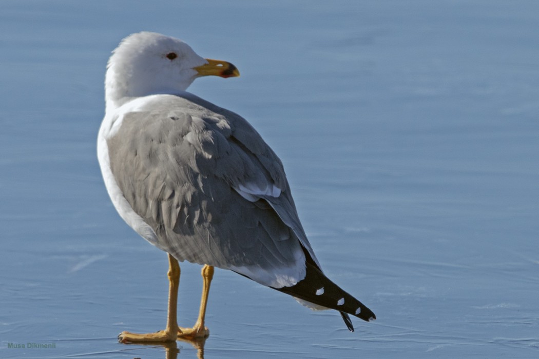 Armenian Gull