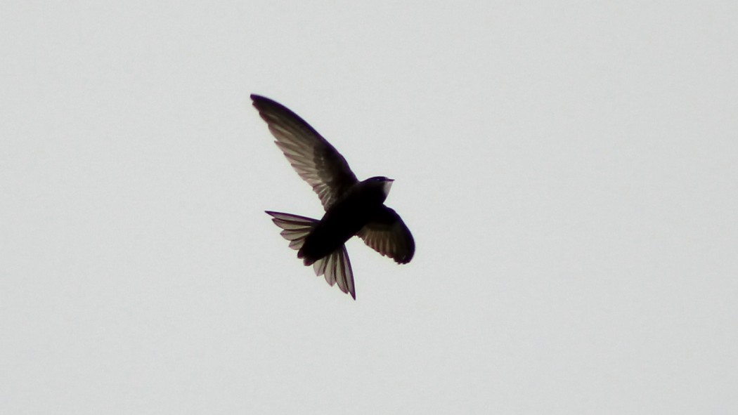 Common Swift