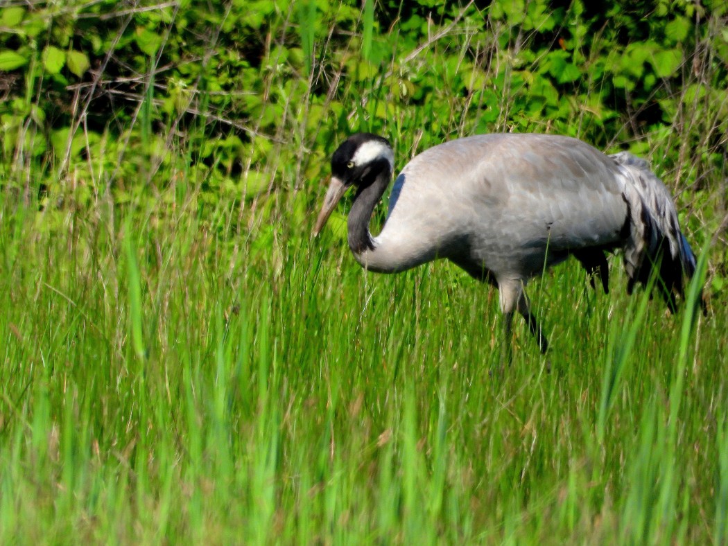 Common Crane